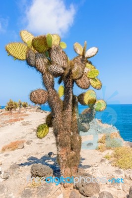 Cactus Trees In Galapagos Islands Stock Photo