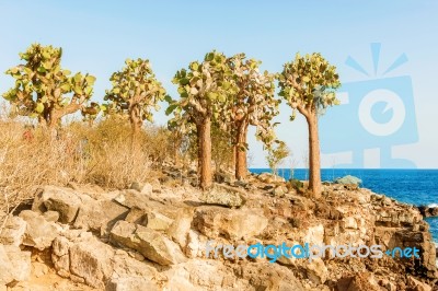 Cactus Trees In Galapagos Islands Stock Photo