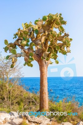 Cactus Trees In Galapagos Islands Stock Photo