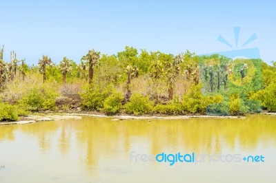 Cactus Trees On Santa Cruz Island In Galapagos Stock Photo