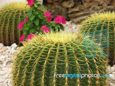 Cactus With Blossoms Stock Photo