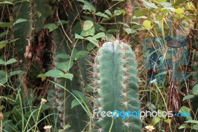 Cactus With Dangerous Thorns Stock Photo