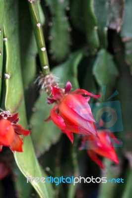 Cactus With Red Flowers In Friedrichsdorf Stock Photo