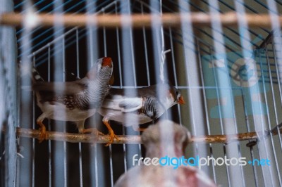 Caged Birds Stock Photo