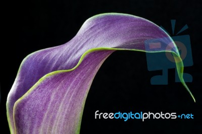 Cala Lily Stock Photo