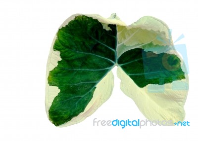 Caladium Leaf As Lung Shape Stock Photo