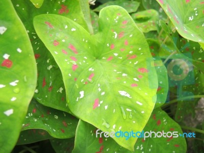 Caladium Leaves Stock Photo