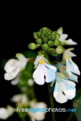 Calanthe Alismifolia Stock Photo