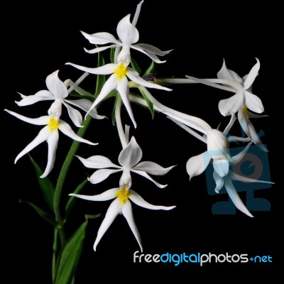 Calanthe Leonidii Stock Photo