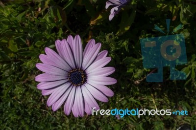 Calendula Stock Photo