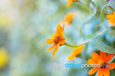 Calendula With The Beauty Stock Photo