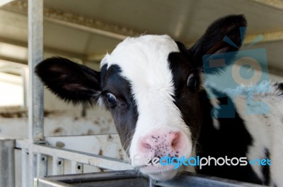 Calf Stock Photo