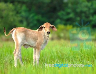 Calf Stock Photo