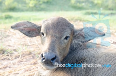 
Calf,
Buffalo Faces Stock Photo