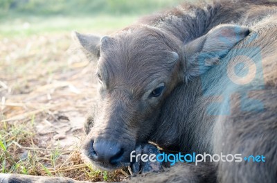 
Calf,
Buffalo Faces Stock Photo