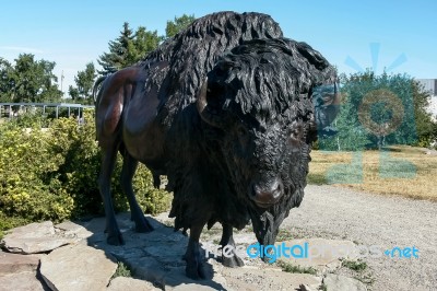 Calgary, Alberta/canada - August 7 : Statue Of A Canadian Bison Stock Photo