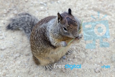 California Ground Squirrel (otospermophilus Beecheyi) Stock Photo