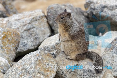 California Ground Squirrel (otospermophilus Beecheyi) Stock Photo