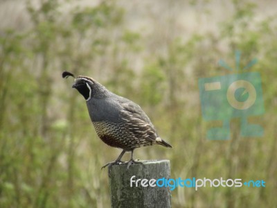 California Quail Stock Photo