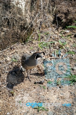 California Quail (callipepla Californica) Stock Photo