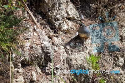 California Quail (callipepla Californica) Stock Photo