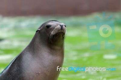 California Sea Lion (zalaphus Californianus) Stock Photo