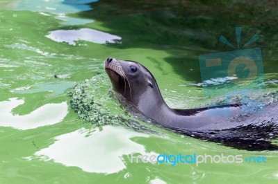 California Sea Lion (zalaphus Californianus) Stock Photo