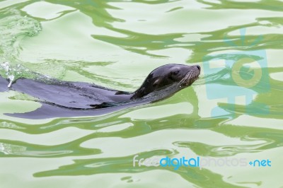 California Sea Lion (zalaphus Californianus) Stock Photo