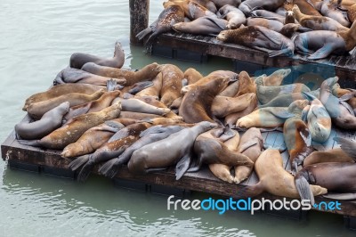 California Sea Lion (zalophus Californianus) Stock Photo