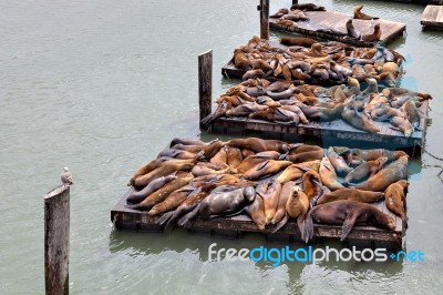 California Sea Lion (zalophus Californianus) Stock Photo