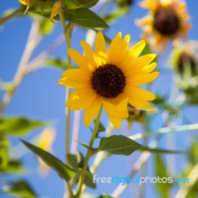 California Sunflower Stock Photo