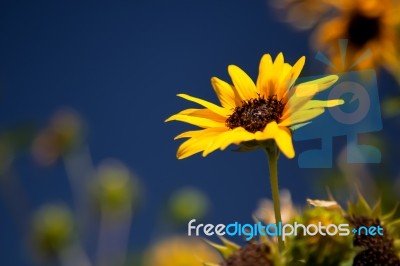 California Sunflower Stock Photo