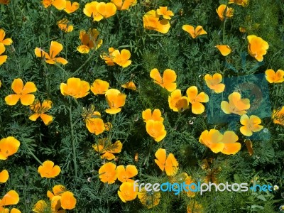 Californian Poppy Eschscholzia Californica Stock Photo