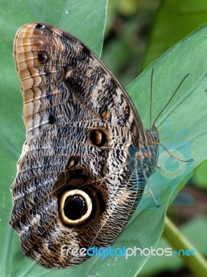 Caligo Eurilochus Brasiliensis Stock Photo