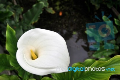 Calla Lilly 2 Stock Photo