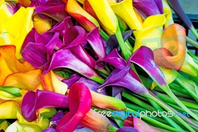 Calla Lily Stock Photo