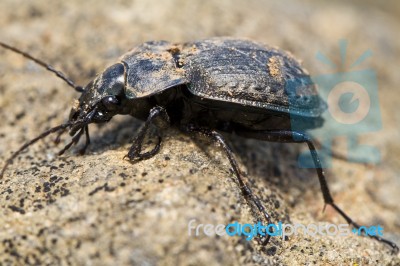 Calosoma Maderae Stock Photo