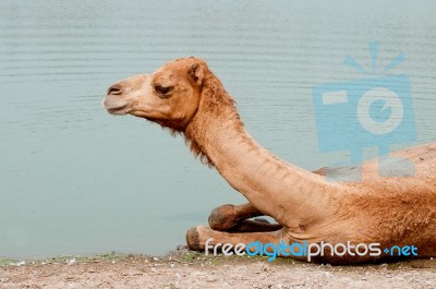 Camel Resting By Pool Stock Photo