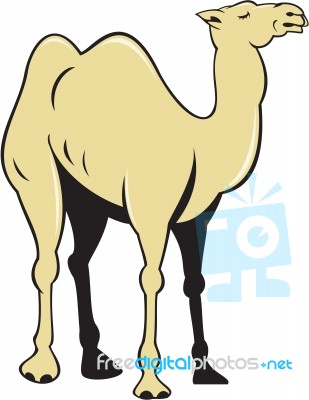 Camel Side View Cartoon Stock Image