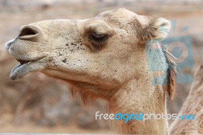 Camel Smiling Stock Photo