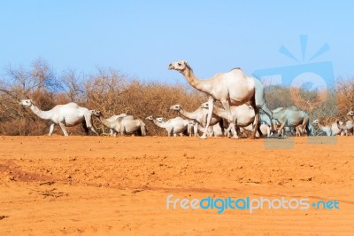 Camels In Kenya Stock Photo