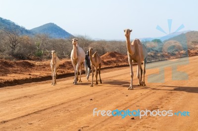 Camels In Kenya Stock Photo