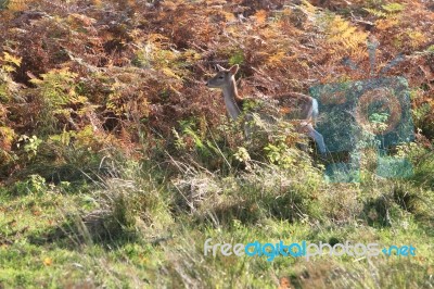 Camouflaged Deer In Autumn Leaves Stock Photo