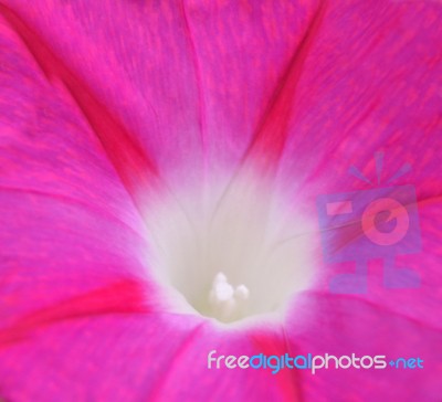 Campanula Stock Photo