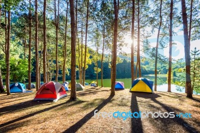 Camping Tents Under Pine Trees With Sunlight At Pang Ung Lake, Mae Hong Son In Thailand Stock Photo