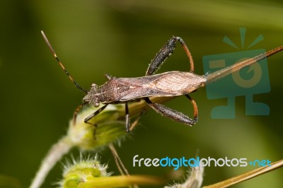 Camptopus Lateralis Bug Stock Photo