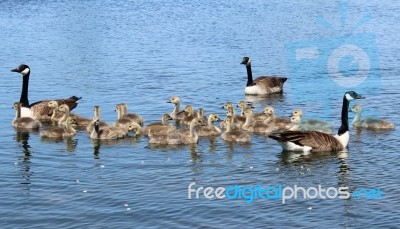 Canada Geese And Goslings Stock Photo