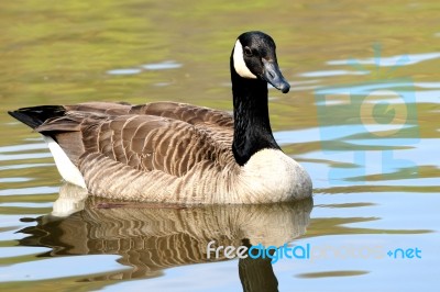 Canada Goose Stock Photo