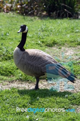 Canada Goose Stock Photo