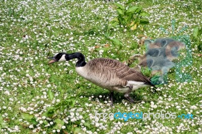 Canada Goose (branta Canadensis) And Goslings Stock Photo